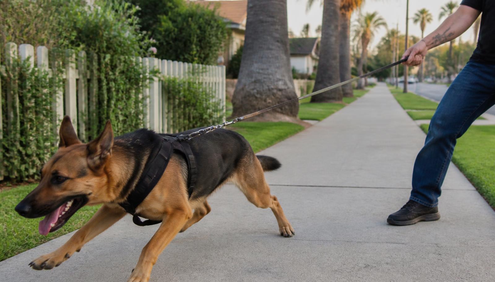 Why a No-Pull Harness Won't Actually Teach Your Dog Not to Pull