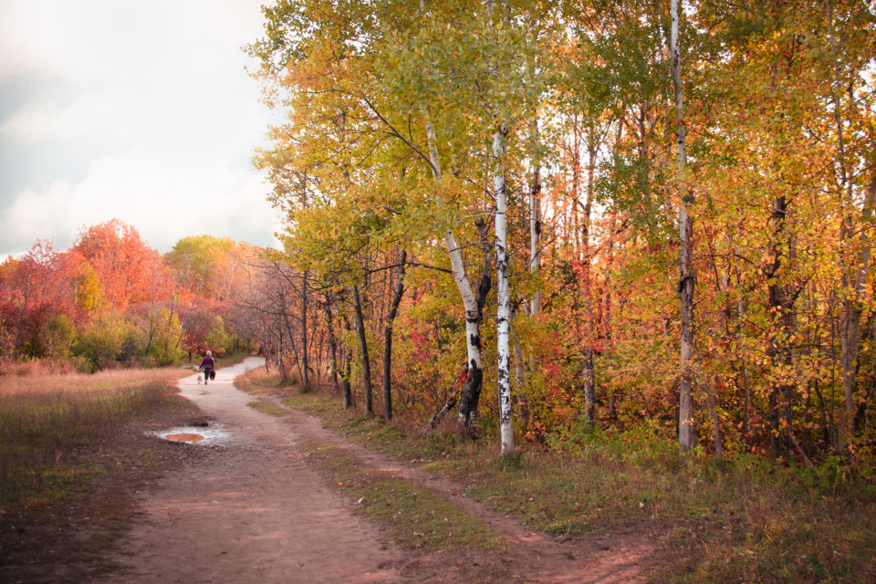 Wooded trail on the Emerald Coast used for pack walks and outdoor training