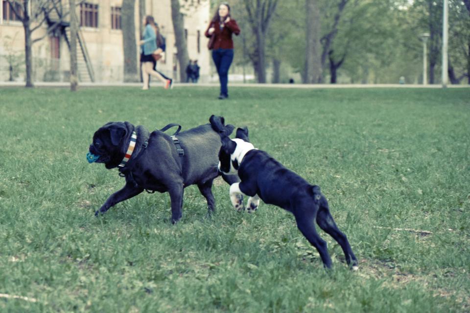 Day Care and Boarding